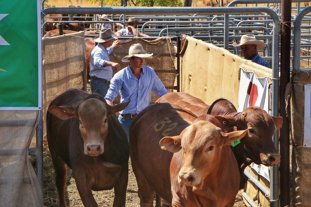 Record breaking Fitzroy Crossing bull sale signals confidence in cattle