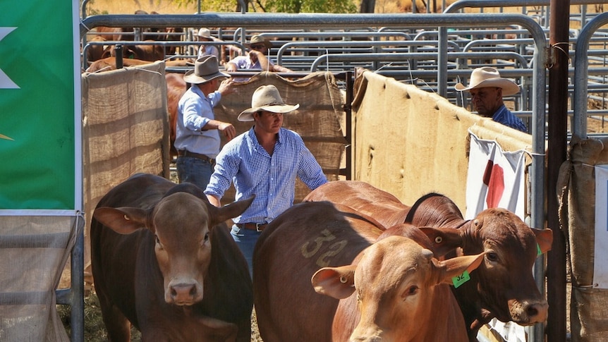 A man guides three bulls into a pen for sale.