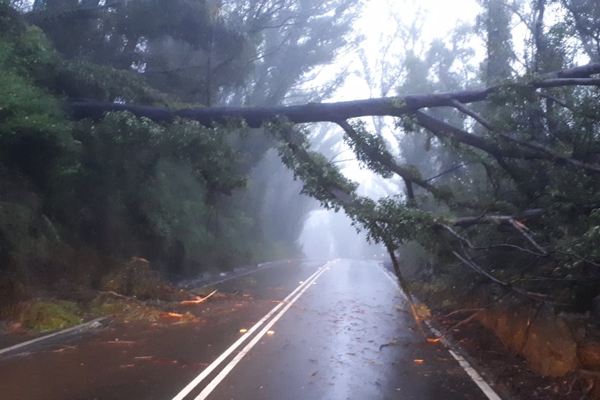 A tree lying over the top of a sodden road.