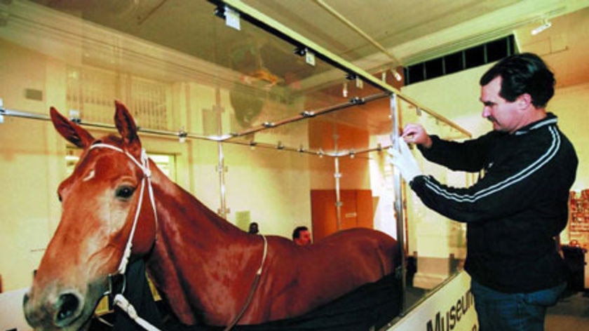 Phar Lap may have been hopped up on arsenic, strychnine, belladonna, cocaine and caffeine. (File photo)