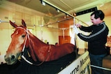 Phar Lap may have been hopped up on arsenic, strychnine, belladonna, cocaine and caffeine. (File photo)