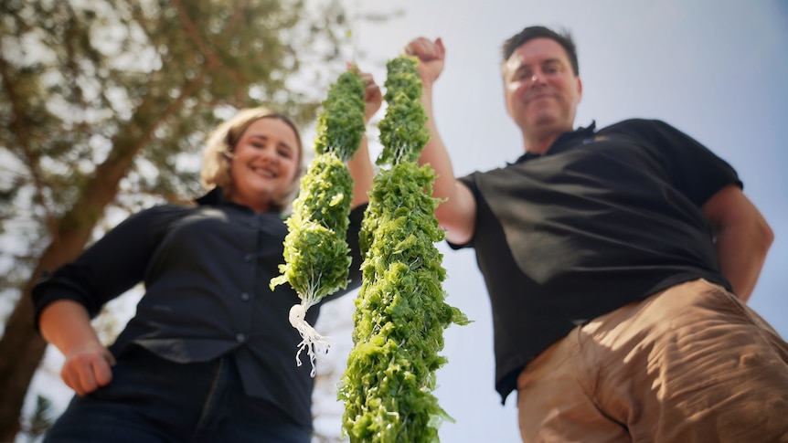 a man and woman hold up large sausage shaped colums of seaweed