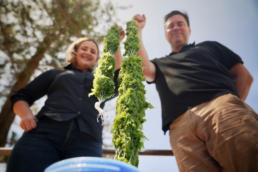 a man and woman hold up large sausage shaped colums of seaweed
