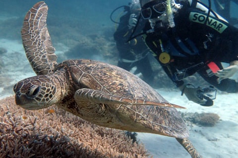 Green turtles are mating much earlier this year in waters off Lady Elliot Island.