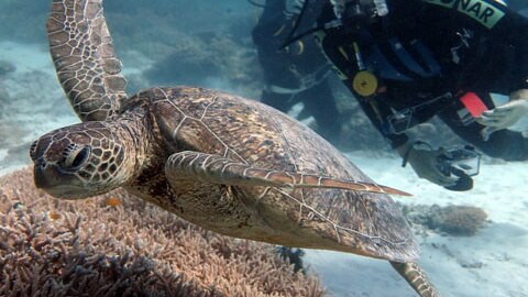Green turtles are mating much earlier this year in waters off Lady Elliot Island.
