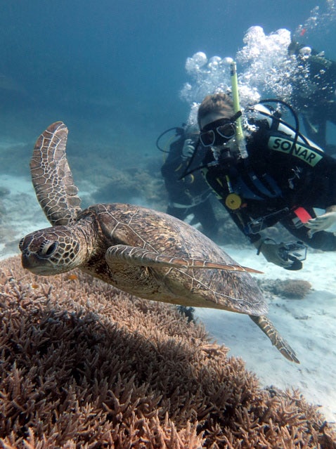 Green turtles are mating much earlier this year in waters off Lady Elliot Island.