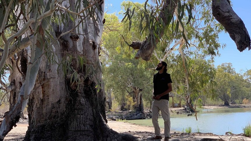 A man is standing under a large native Australian gum tree. There is a lake in the background.