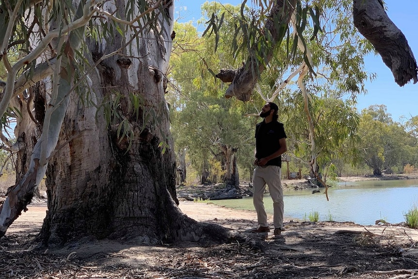 A man is standing under a large native Australian gum tree. There is a lake in the background.