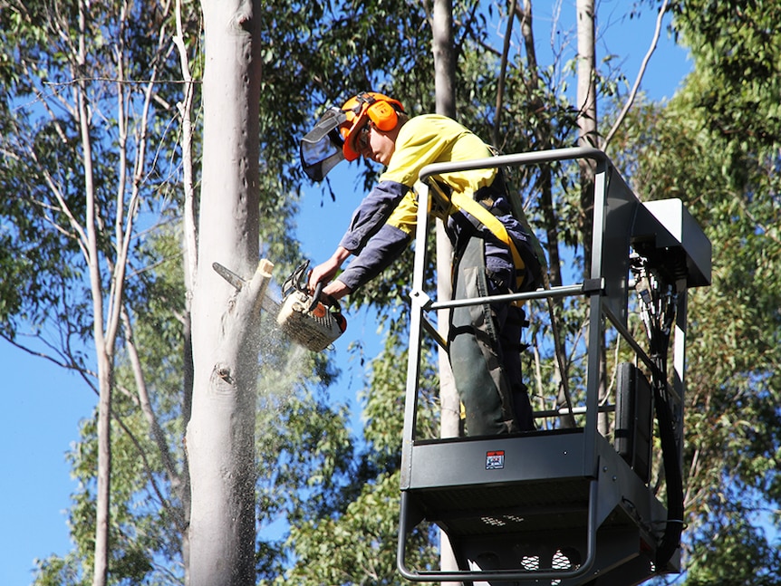 Forestry worker uses a chainsaw to harvest a tree.