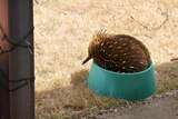 An echidna fits perfectly into a bowl of water on the ground in the backyard of a house.
