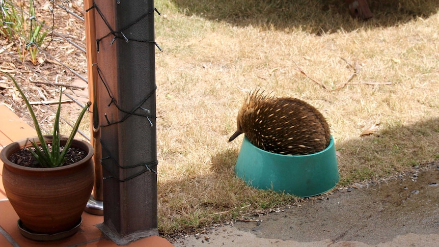 An echidna fits perfectly into a bowl of water on the ground in the backyard of a house.