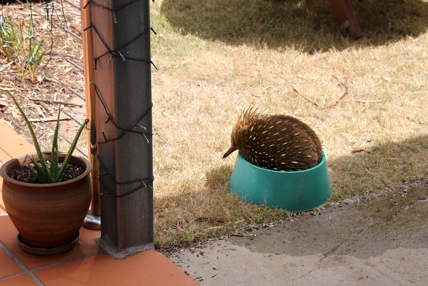 An echidna fits perfectly into a bowl of water on the ground in the backyard of a house.