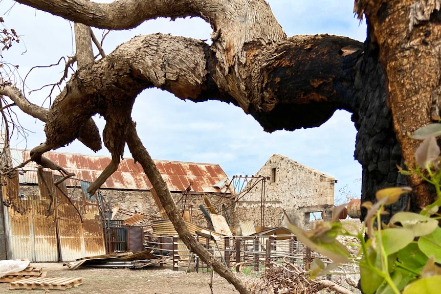 A tree branch in the foreground with a farm shed in the background.