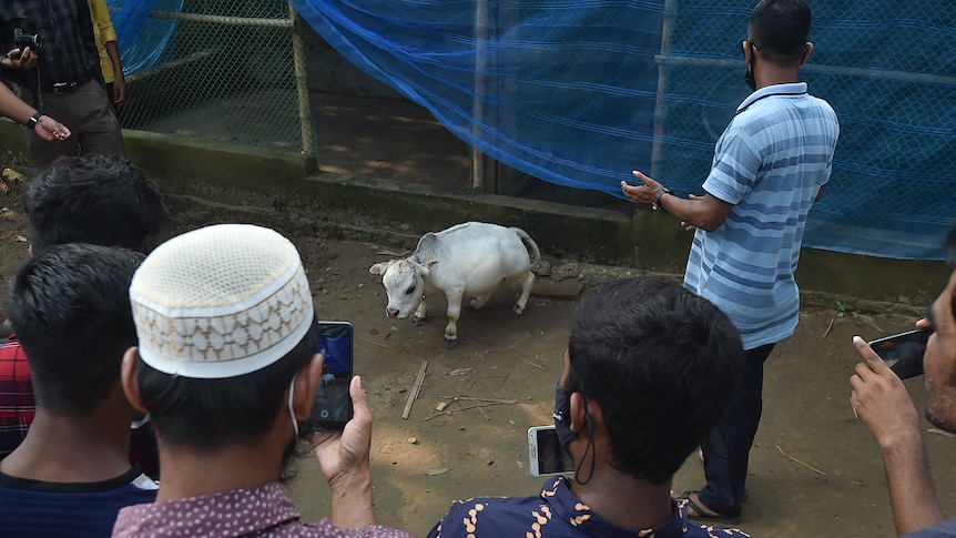 People take photos of a tiny little white cow with their phones. 