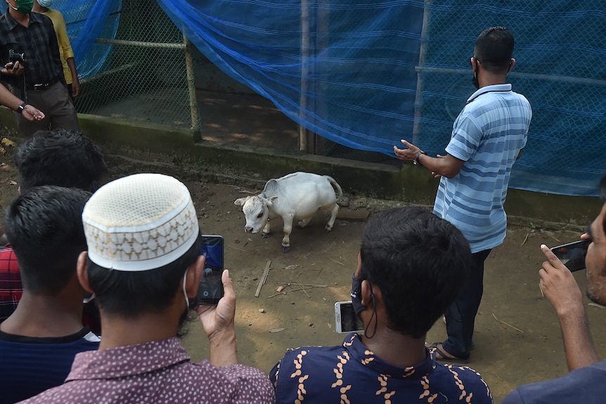 People take photos of a tiny little white cow with their phones. 