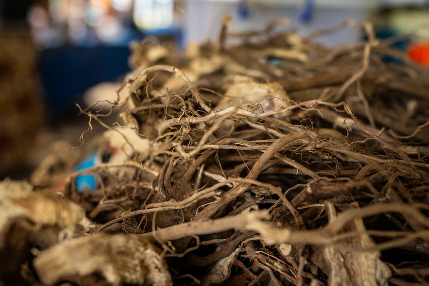 Image of roots of a plant.