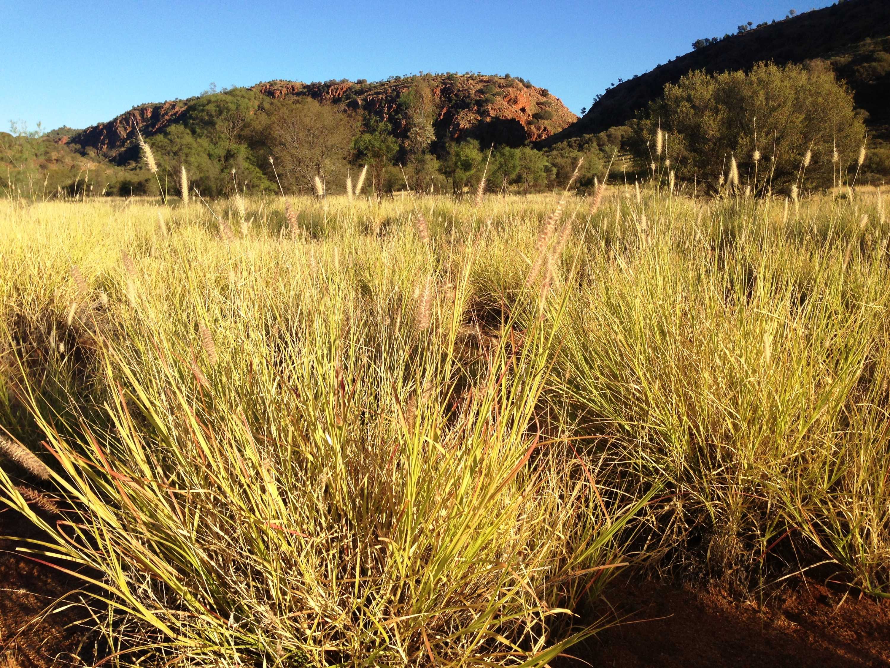 Buffel grass grows high east of Alice Springs