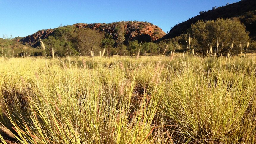 Buffel grass grows high east of Alice Springs