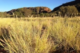 Buffel grass grows high east of Alice Springs