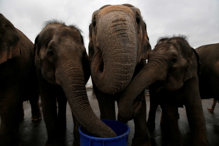 Performing elephants drink water after appearing in their final show