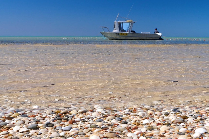 Small jet boat sitting in the shallows on a shell-lined beach at Shark Bay.