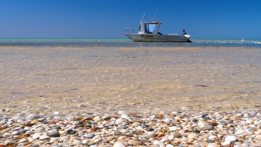 Small jet boat sitting in the shallows on a shell-lined beach at Shark Bay.