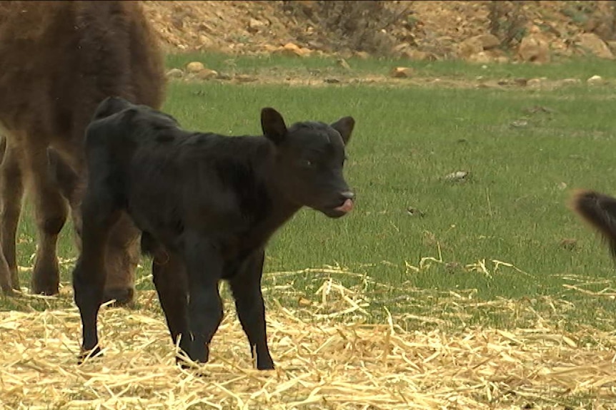 Calf standing in paddock eating hay