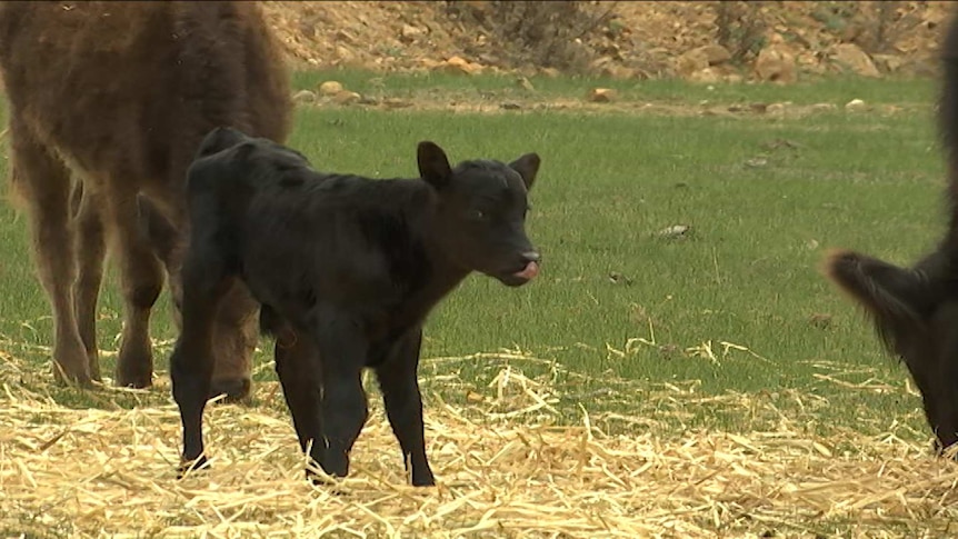 Calf standing in paddock eating hay