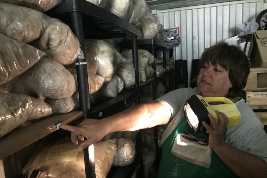 Maureen Piggott using a torch to look at fleece in her shed.