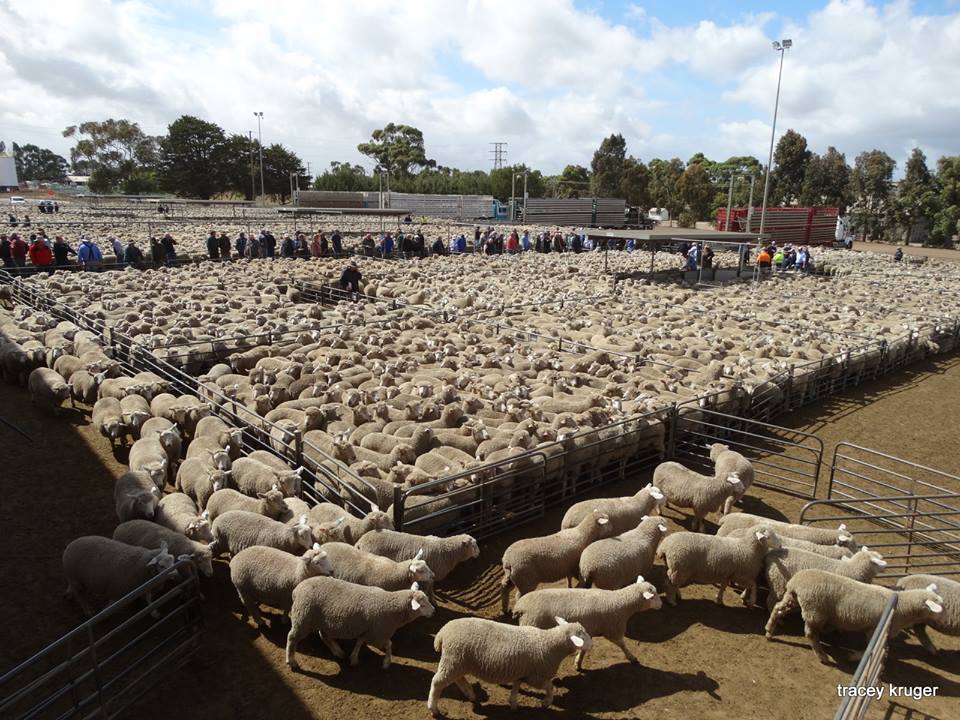 Australia's biggest lamb sale on record a boost for western Victorian town ABC News