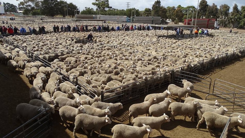 Lambs fill pens at Hamilton saleyard