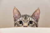 Black and grey striped kitten looks up at the camera from behind a white surface