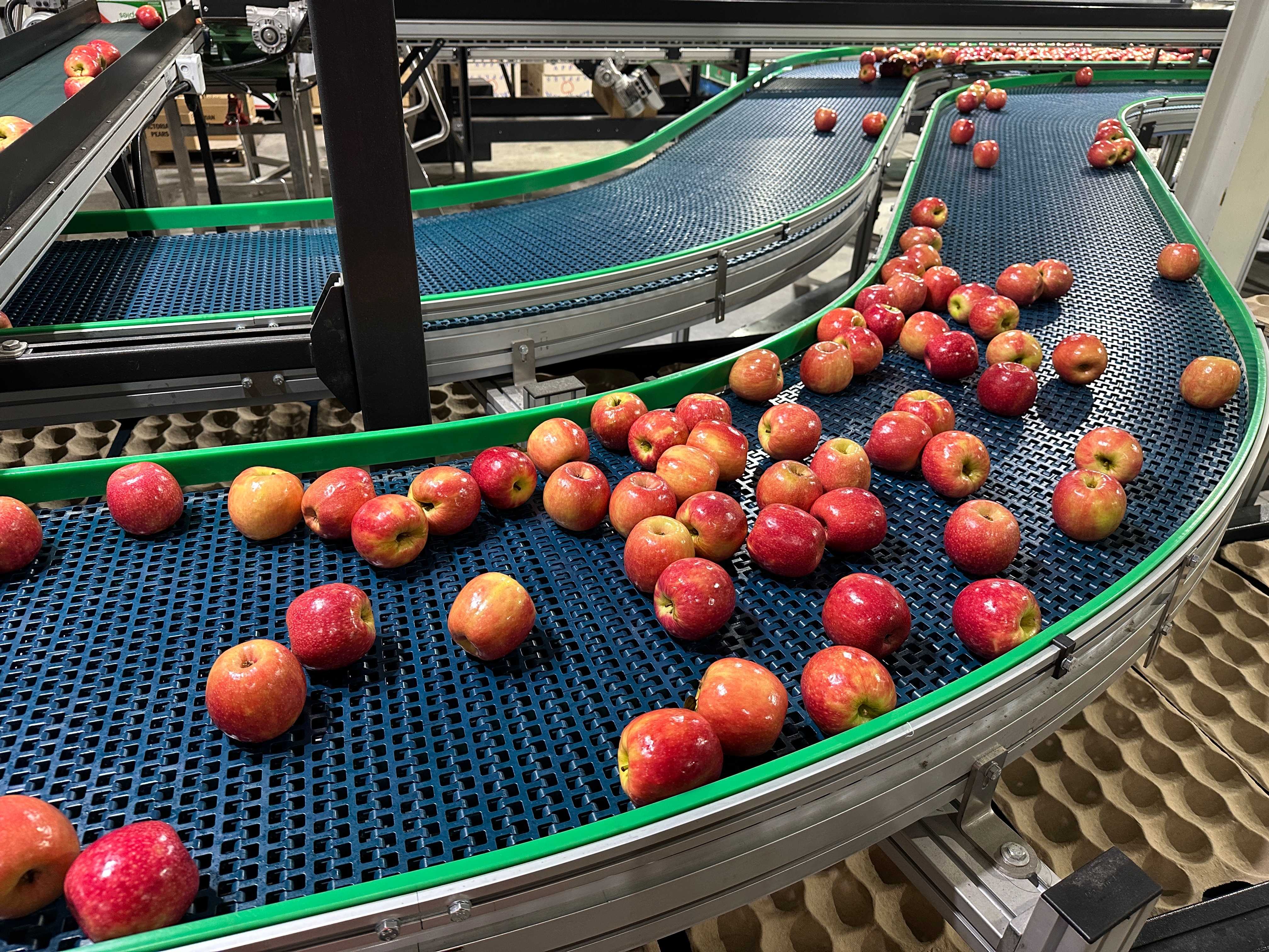 Red apples on conveyor belt in a fruit packing shed.