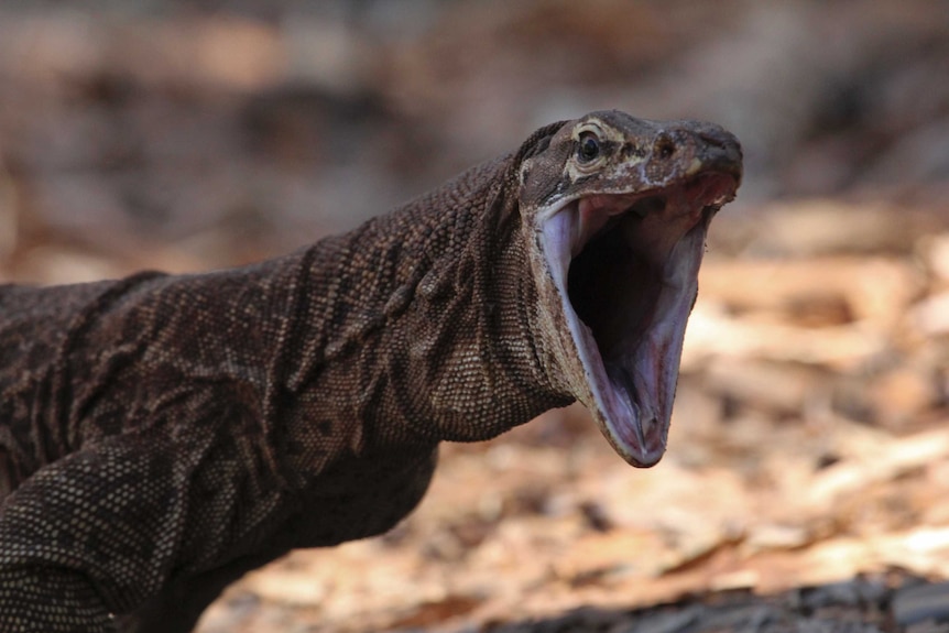 A goanna hisses at the camera.