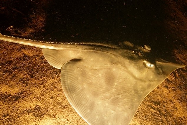 A wide, flat fish pictured just above an ocean floor.
