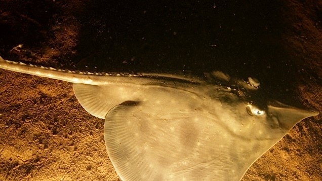 Maugean skate in Macquarie Harbour