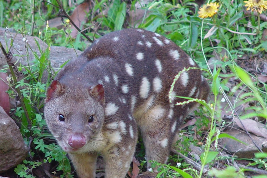 Spotted quoll
