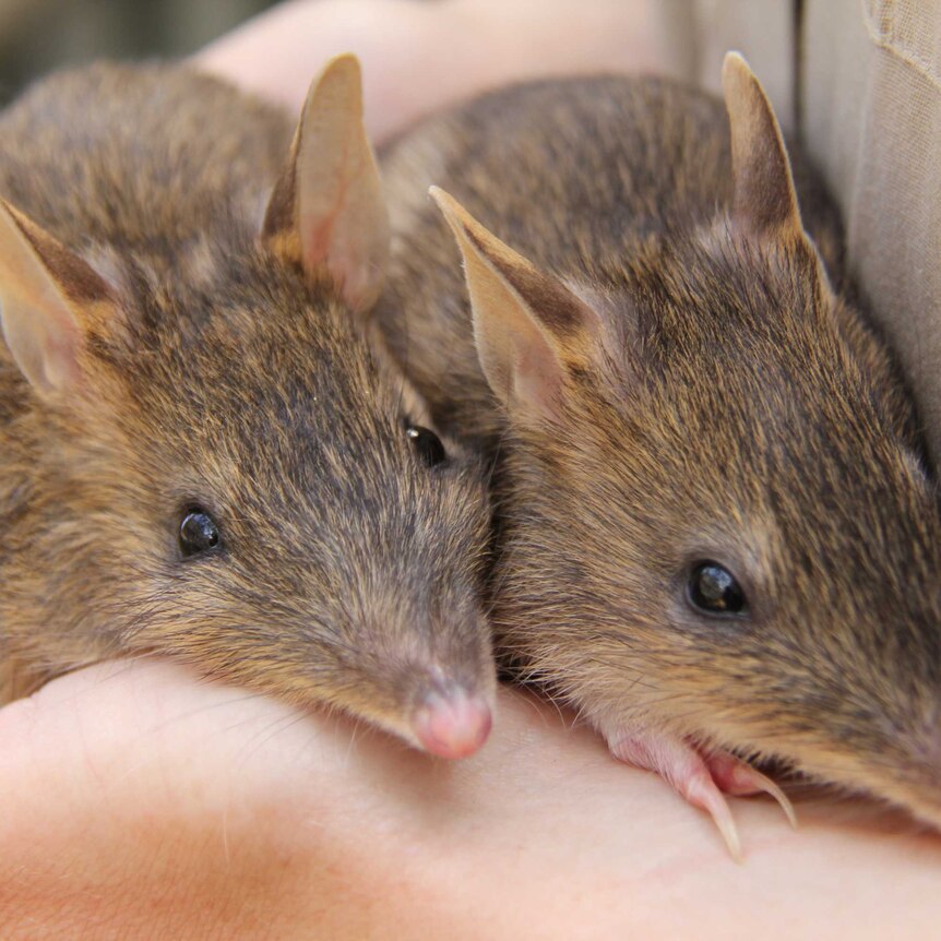 Two eastern Barred Bandicoots being held in humans hands