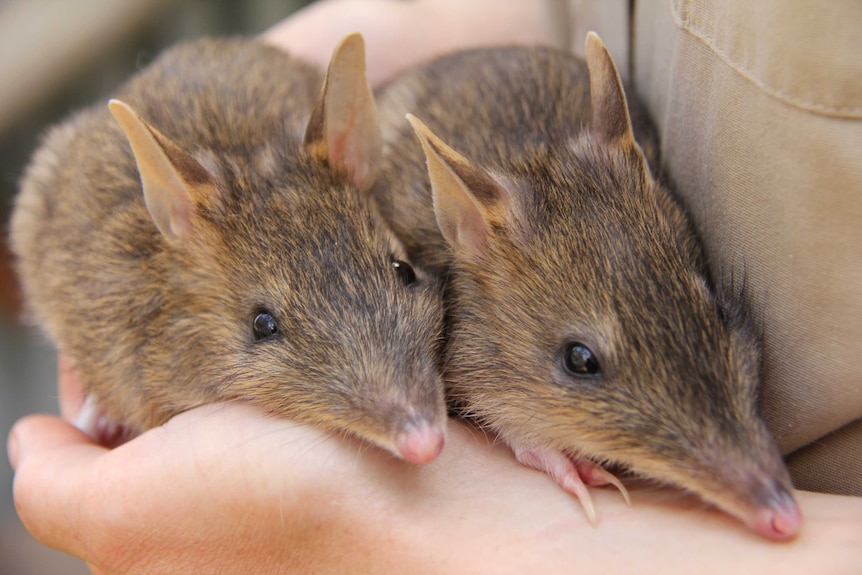 Two eastern barred bandicoots being held in humans hands