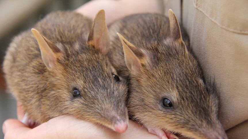 Two eastern Barred Bandicoots being held in humans hands