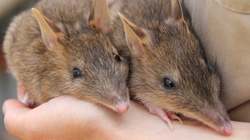 Eastern Barred Bandicoots