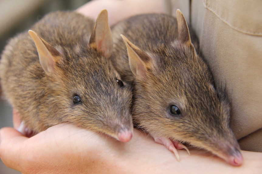 Eastern Barred Bandicoots