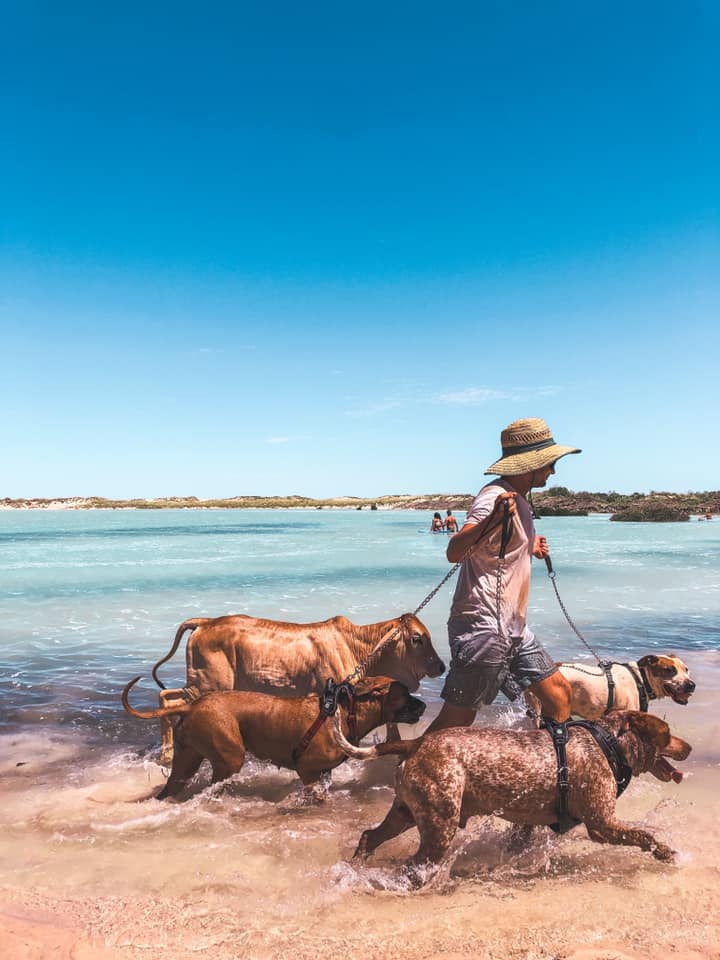Man walking three dogs and a cow 