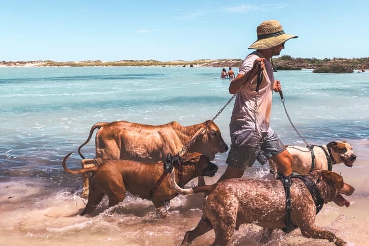 Dogs walking through a lagoon along with their owner and a small bull.