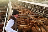 Chris Norris livestock sale