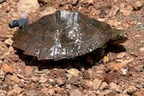 A turtle with a tag on it's shell 