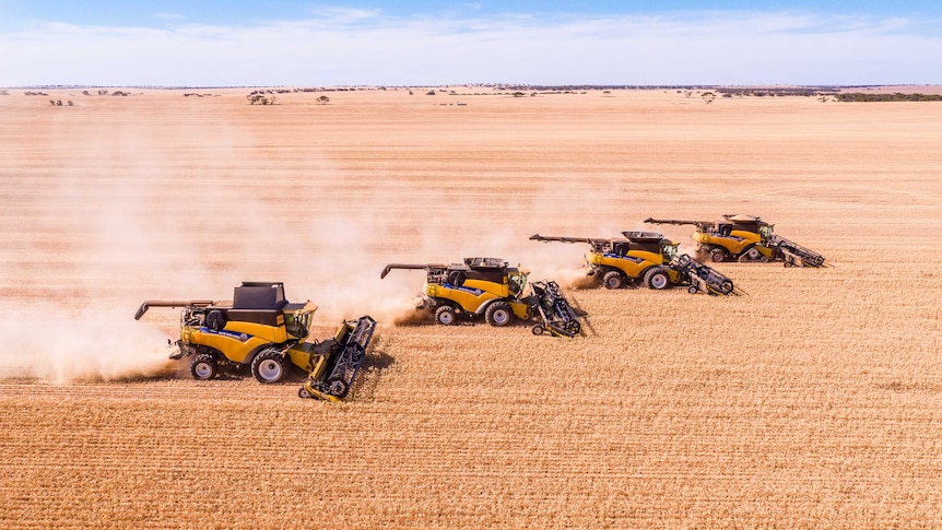 Four combine harvesters reaping a crop.
