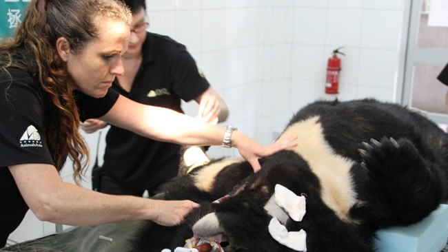 Veterinarian Samantha Blake with Asiatic Moon Bear on operating table in China