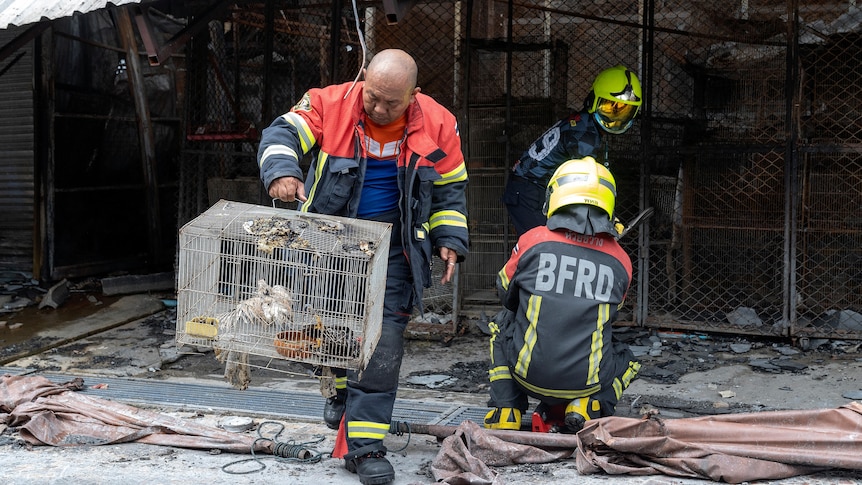 A firefighter carries injured chickens in a cage following a fire. 