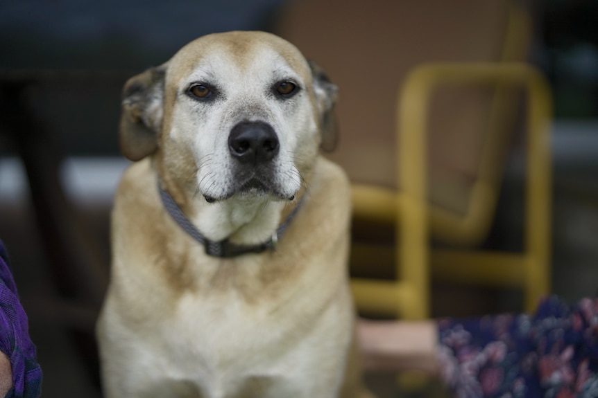 A labrador dog